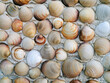 Grey, beige, brown polished venus seashells on cement wall. natural decorative seashells background. Relaxing decor. Summer vacation memories.