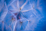 Fototapeta Dmuchawce - Blue dandelion seeds on close-up.