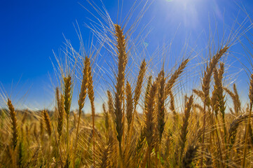 wheat plantation, agriculture and development