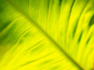 Wall Mural - Abstract of The Crystal Anthurium Leaf