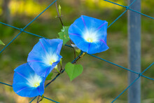 Blue Color Morning Glory Flower Climb On Fenbce Background