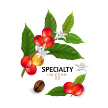 Vector Illustration Of Specialty Coffee,  Branches Of Coffee Tree With Leaves And Berry