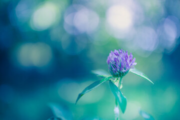 Wall Mural - closeup of purple flower on natural sunset background. bright, delicate nature details. inspirationa