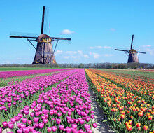 Fantastic Landscape With Windmills And Tulip Field In Pastel Colors  (relaxation, Meditation, Stress Management - Concept)