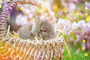 Wall Mural - Photo card of little baby bunny in easter basket in nature landscape in garden with easter eggs and bokeh in background in beautiful spring landscape.