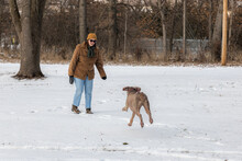 Dog Running To It's Owner Off-leash In The Snow.  Weimaraner Sprints After Being Recalled While Playing Outside.  Happy Large Breed Dog In Winter.