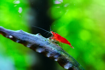 Big fire red or cherry dwarf shrimp with green background in fresh water aquarium tank.