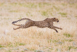 Fototapeta Sawanna - Cheetah hunting in the dry riverbeds of the Kalahari