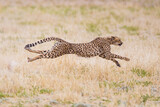 Cheetah hunting in the dry riverbeds of the Kalahari