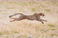 Cheetah Hunting In The Dry Riverbeds Of The Kalahari