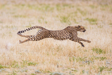 cheetah hunting in the dry riverbeds of the kalahari