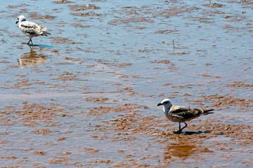 Wall Mural - seagull looking for food in to the sea during low tide, in Euboea, Greece. Sunny summer day