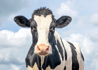 Sticker - Cute cow, black and white friendly innocent look, pink nose