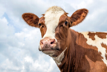 Portrait of a cow, lovely red bovine, with white blaze