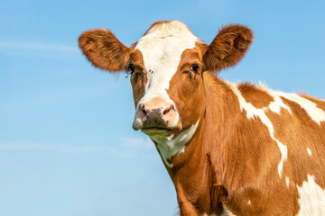 Sticker - Cow head portrait of a cute and tender young red bovine, with white blaze, pink nose and looking friendly