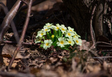 Detail Of A Seedling Of Yellow Primroses