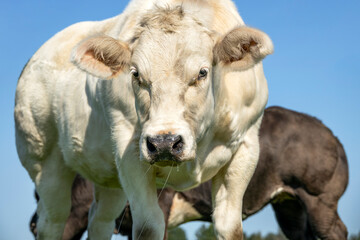 Wall Mural - Muscular cow beef, approaching walking towards looking at the camera