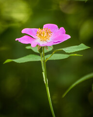 Wall Mural - Climbing rose (Rosa setigera) blooming in the garden