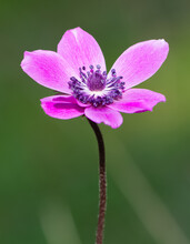 Anemones That Grow Spontaneously In Nature. Purple Anemone Flowers.