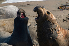 Sea Lions Barking Along A Stretch Of The Pacific Coast Highway In Big Sur