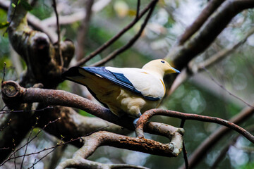 Imperial Pied Pigeon 