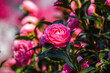 .Japanese camelia blooming in the garden in spring. Selective focus.