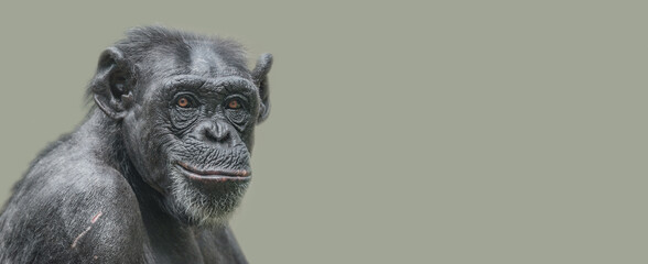 banner with a portrait of a happy adult chimpanzee, smiling and thinking, closeup, details with copy