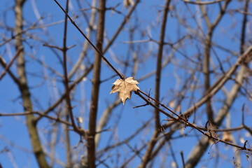 field maple