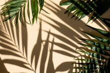 Abstract Background Of Fresh Palm Leaves And Shadows On The Beige Wall