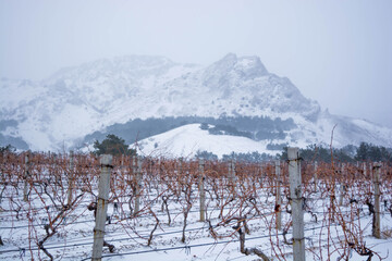 Poster - Vineyard in the snow