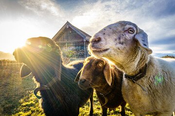 Poster - sheep at a farm