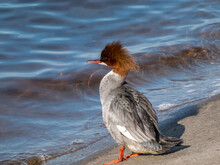 Female Of Goosander (common Merganser) Standing On The Concrete Shore Of The River Dam With Its Crest In The Wind