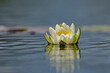 Elegant European white waterlily (Nymphaea alba) and its reflection on the water in Estonian nature