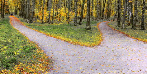 Wall Mural - A wide trail in the autumn park forks into two hiking trails going in different directions.