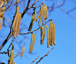 In the spring, hazel (Corylus avellana) blooms in the forest