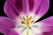 Tulip Flower Closeup