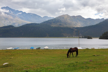 Canvas Print - Sleek  bay horse grazing