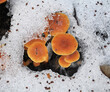 Flammulina velutipes winter fungi grow in the forest