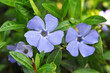 Spring blossom of periwinkle small