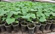 Growing seedlings of cucumbers in plastic pots