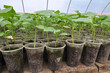 Growing seedlings of cucumbers in plastic pots