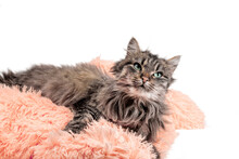 Fluffy Cat Lying In Orange Artificial Fur On A White Background