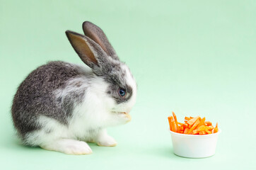 little baby rabbit, bunny eating carrot on green background. food for rodent, pet. happy easter concept. copy space, place for text