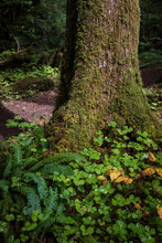 Green Clovers And Ferns Growing At Base Of Moss-Covered Tree In Pacific Northwest Rainforest