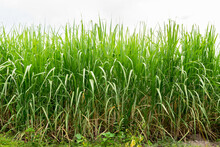 Landscape Of Sugar Cane Plantation