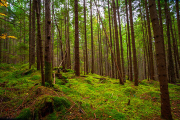 Canvas Print - beautiful fresh green forest