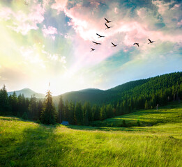 Wall Mural - Mountain forest landscape at sunset