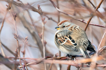 Close Up of a Female House Sparrow Perched on a Branch