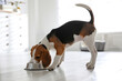 © New Africa - Cute Beagle puppy eating at home. Adorable pet