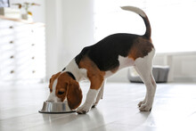 Cute Beagle Puppy Eating At Home. Adorable Pet